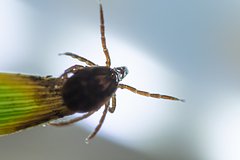 Раскрыта главная опасность клещей