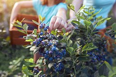 Россиян предупредили о риске сесть в тюрьму за сбор ягод