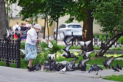 Россиян предупредили о штрафах за кормление голубей