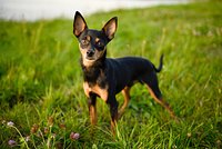 Россиян предупредили об опасности неправильного хранения кормов для животных в жару