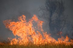 Россиян призвали не жечь траву