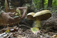 Россиянам назвали опасные места для сбора грибов