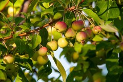 Россиянам назвали условие для сбора соседского урожая без последствий