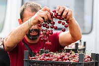 Россиянам пообещали увеличить урожай картофеля