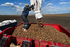 Россиянам пообещали увеличить урожай картофеля