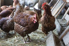 Россиянам рассказали о возможности держать кур на даче