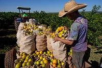 Россиянам спрогнозировали резкое снижение цен на один продукт
