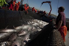 Рыбаки выбросили улов стоимостью 150 миллионов рублей