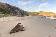У берегов Австралии расцвели токсичные водоросли