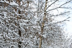 В Австралии выпал рекордный за 40 лет слой снега