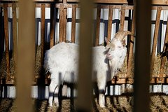 В Европе фермерам раздадут миллионы евро из-за ящура