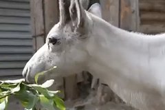 В Московском зоопарке рассказали о подросшем подаренном Путину олененке