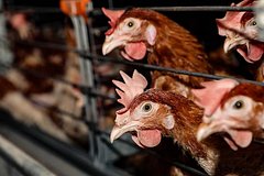 В России начали забивать кур-несушек из-за дешевых яиц