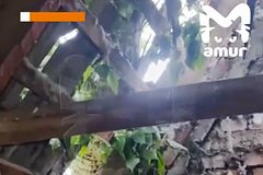 В российском городе дерево проломило крышу жилого дома