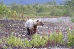 В российском регионе ввели комендантский час из-за медведей