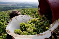 Во Франции рухнуло производство вина