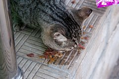 Запрет на кормление бездомных животных назвали бессмысленным