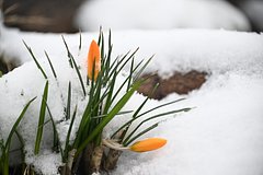 Жителей нескольких российских регионов предупредили о заморозках