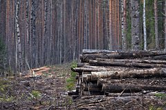 Жители &laquo;Подмосковной Швейцарии&raquo; пожаловались на масштабную вырубку леса